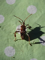 Punaise americaine du pin - Leptoglossus occidentalis (ph. Mrugala F., juin 2017)(4)